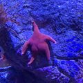 a proper live action, candid shot of Patrick Star! Or maybe instead a starfish citizen in the Baby Shark Nickelodeon cartoon!