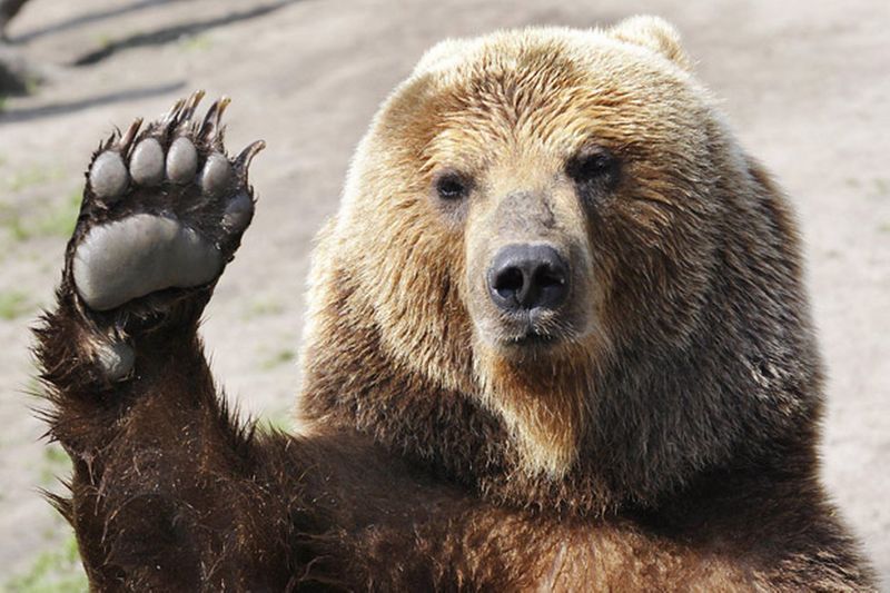 File:Hands up bear.jpg