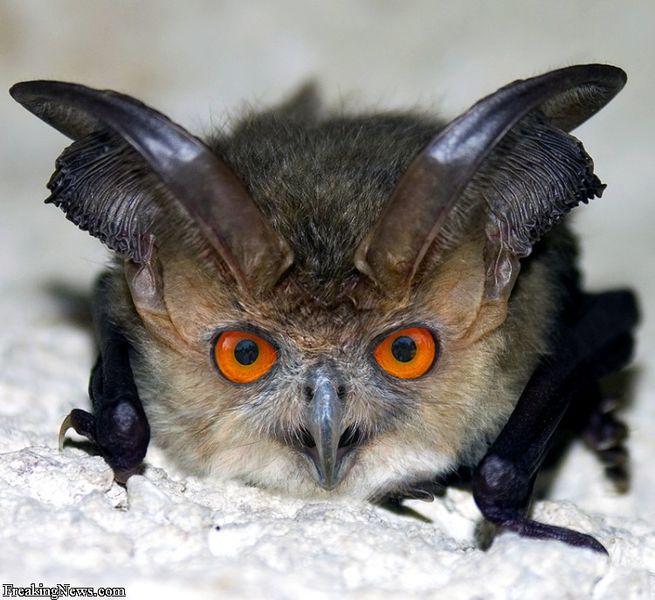 File:Bat-fly hybrid.jpg