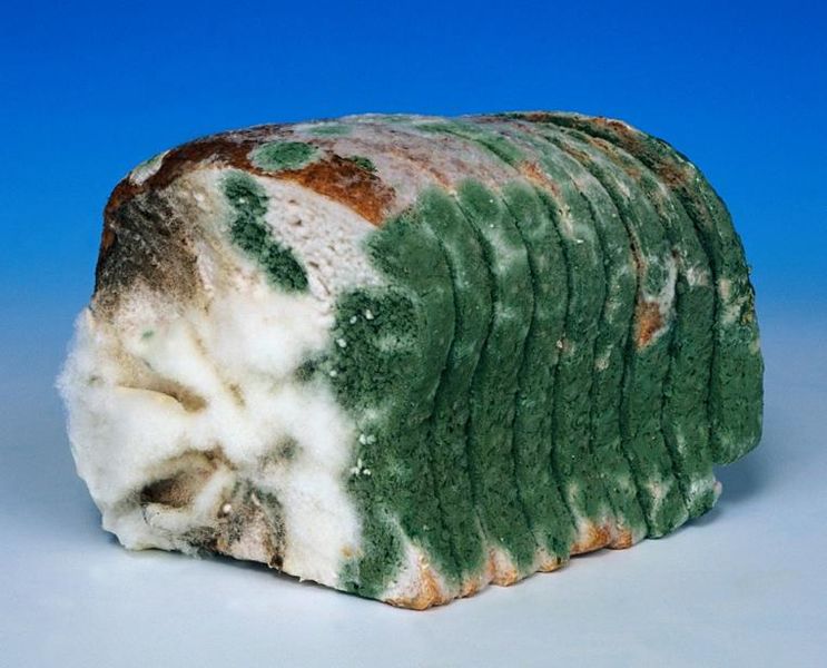 File:Moldly white bread.jpg