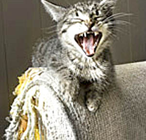Archivo:Gato-sofa3.JPG