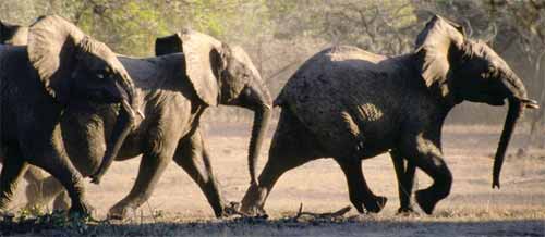 Archivo:Elefantes-infrasonidos-grandes-corriendo.jpg