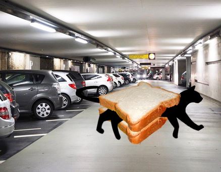 Archivo:Gato negro estacionamiento.JPG