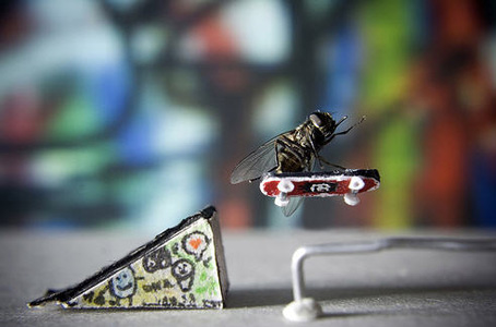 Archivo:Skate-mosca.jpg