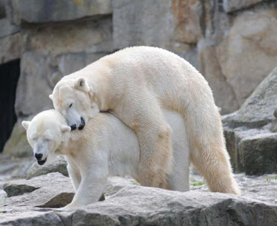 Archivo:Polar-bears-mate-at-berlin-zoo.jpg