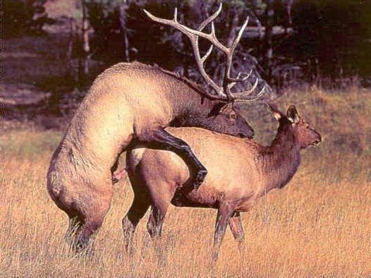 Archivo:Www.Elk-Romance-Breeding-Deers.Jpg