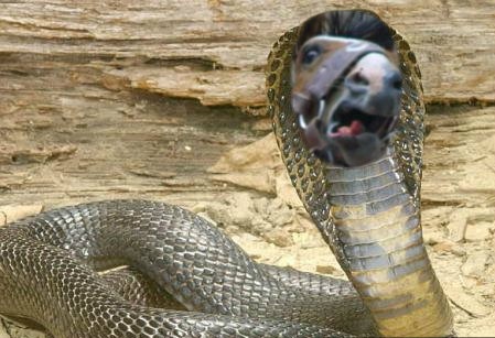 Archivo:Caballo serpiente.jpg