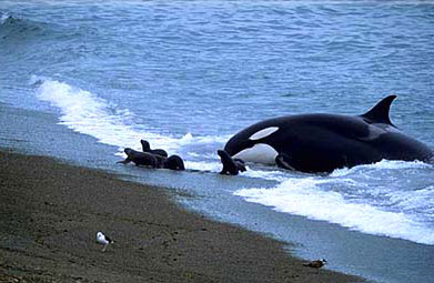 Archivo:Orca patagonia.jpg