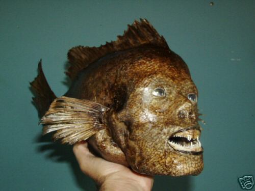 Archivo:Humano pez.jpg