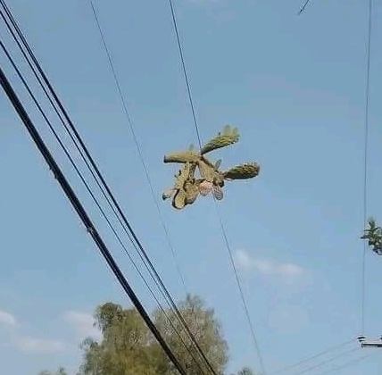 Archivo:Nopal cables.jpg