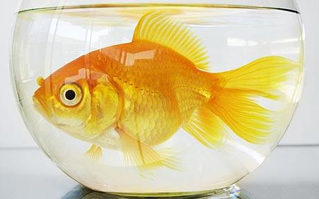 Archivo:Goldfish.jpg