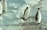 El pingüino emperador macho en época de celo cuando las focas no miran