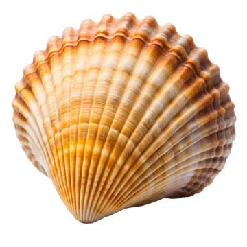 Archivo:Pngtree-sea-shell-isolated-png-image 16586507.png