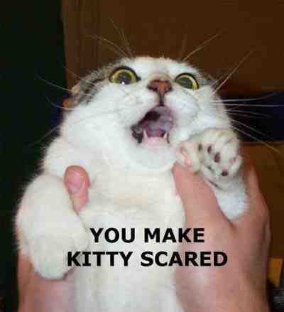 Archivo:Scared kitty.jpg