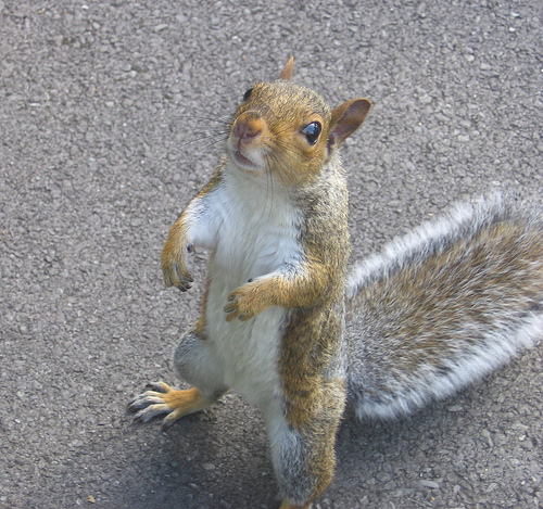 Archivo:Squirrel-1-10-10-2005-1-.jpg