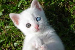 Archivo:Gato-blanco.jpg