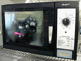 Archivo:Gato en microondas.gif