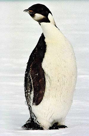 Archivo:Pingüino.jpg