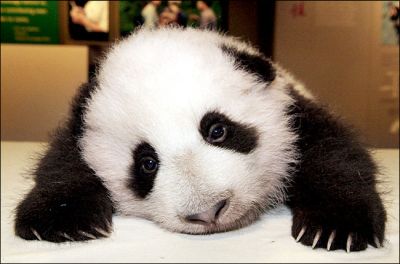 Archivo:Panda.jpg