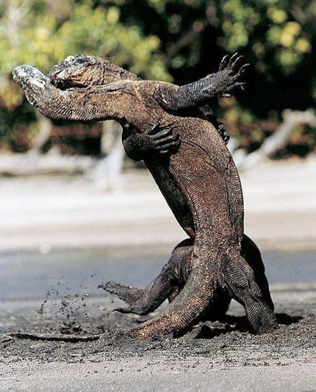 Archivo:Dragón de Komodo tango.jpg