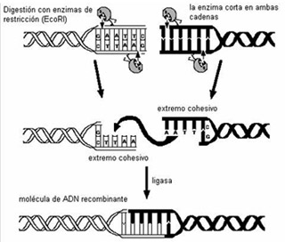Archivo:Ingeniería genética.jpg