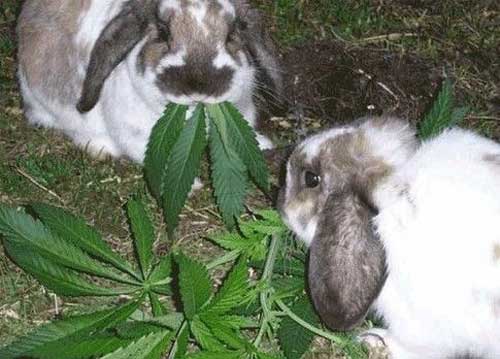Archivo:Conejos marihuana.jpg