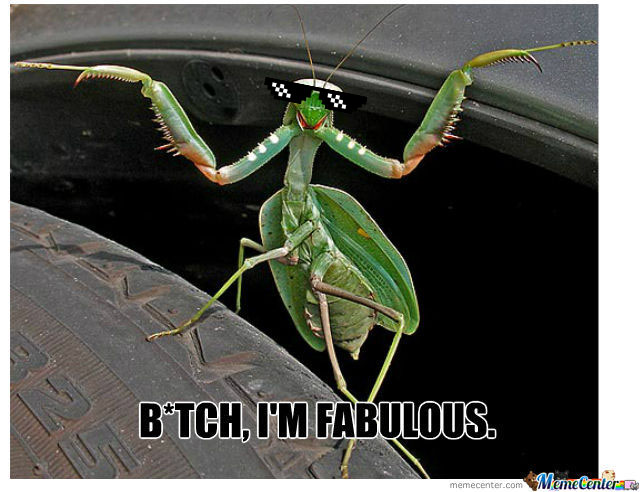 Archivo:Mantis cool.jpg