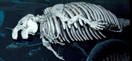 Archivo:Esqueleto Beluga.png