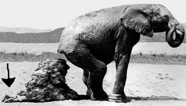 Archivo:Elefante.jpg