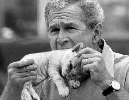 Archivo:Bush Gato.jpg