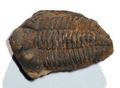 El famoso Fósil de Trilobite, cuya función es servir de materia prima para joyería neohippie. Lo puedes encontrar en cualquier feria artesanal que "huela especial".