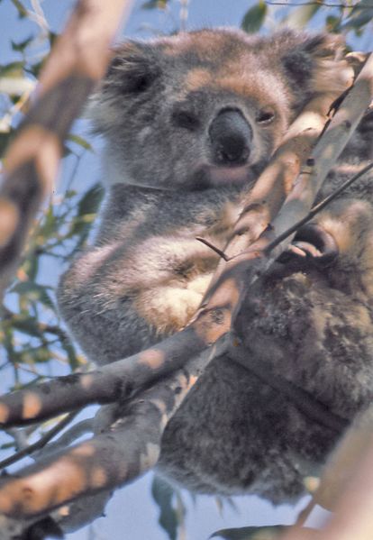 Archivo:Koala.jpg
