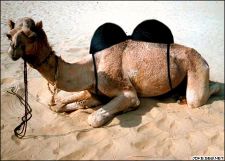 Camello, seguramente esposa de un beduino
