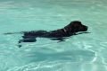 Un perro nadando