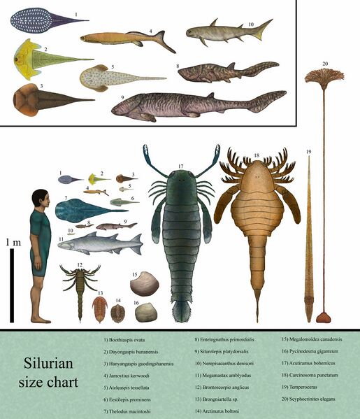 Archivo:History size chart silurian by dragonthunders.jpg