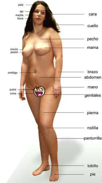 Archivo:Anatomia externa femenina 1.png