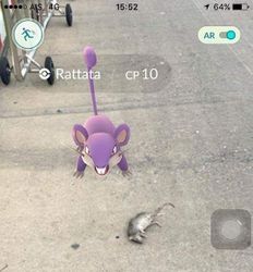 Pokemon-go-dead-rat.jpg