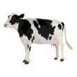 201409 cow.png