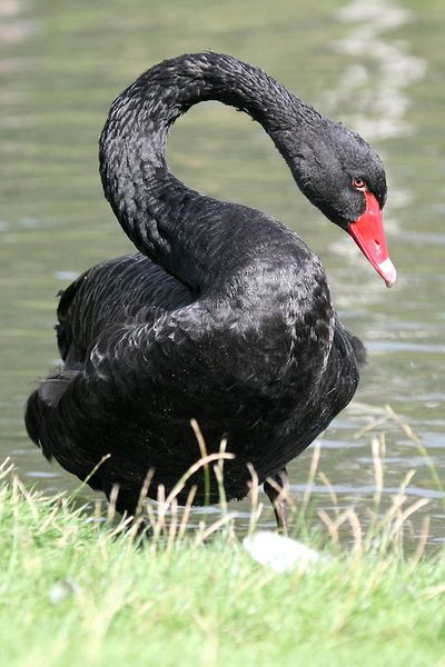 Archivo:Cisne negro1.jpg