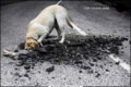 Chuck Norris no necesita excavadoras. Su mascota excava el asfalto de la calle.