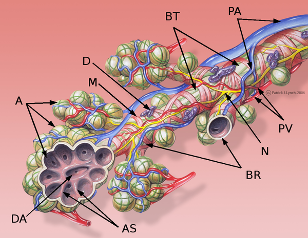 Pulmones Inciclopedia La Enciclopedia Libre De Contenido