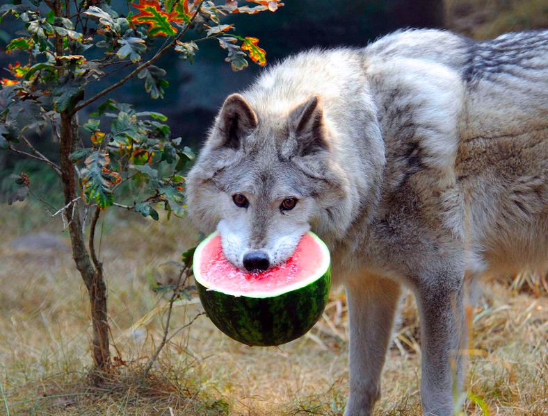 Archivo:Lobo-comiendo-sandia.jpg