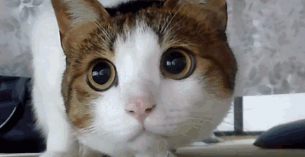 Soubor:Hlídající kočička.gif