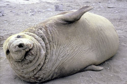 Soubor:250px-Elephant seal.jpg