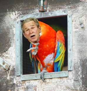 Soubor:Bush parrot 1.jpg