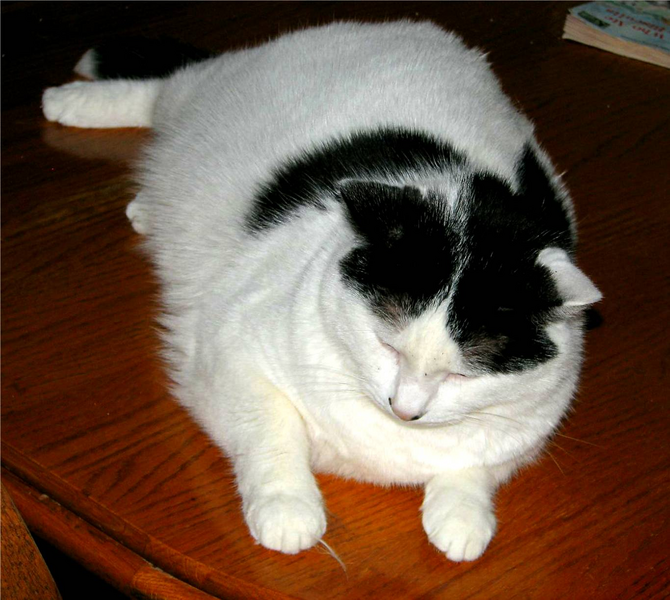 Soubor:Veryfatcat.png