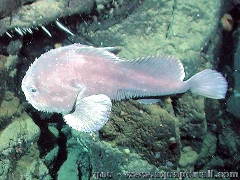 Soubor:Blob fish.jpg