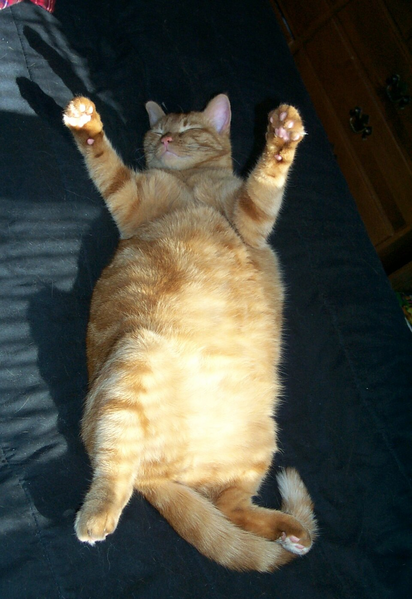 Soubor:Highlyfatcat.png