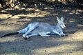 Poslední ohrožení modří klokani se nalézají v Národním parku Pavla Béma poblíž Canberry