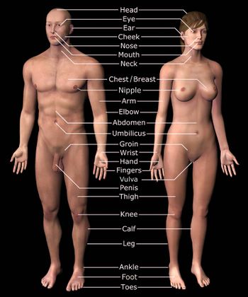 Basic human anatomy labeled.jpg